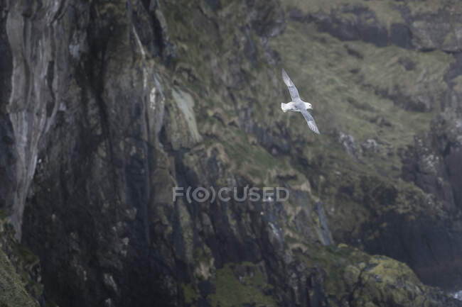 Pássaro selvagem cinzento e branco voando acima da montanha — Fotografia de Stock
