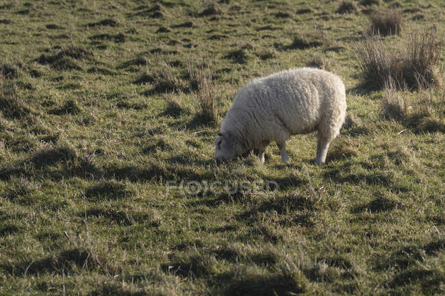 Pecora bianca al pascolo sulla collina con erba verde primaverile in Irlanda del Nord — Foto stock