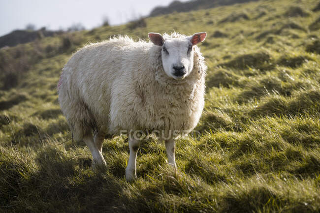 Pecora bianca che guarda la macchina fotografica mentre pascola in collina con erba verde primaverile in Irlanda del Nord — Foto stock