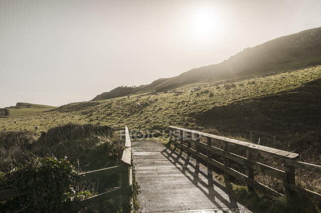 Stretta strada rurale che corre lungo il campo verde con pecore al pascolo nella soleggiata giornata primaverile sulla costa dell'Irlanda del Nord — Foto stock