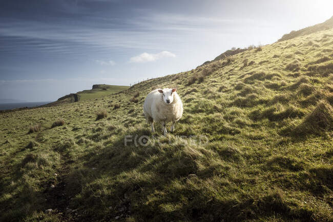 Pecora bianca al pascolo sulla collina con erba verde primaverile in Irlanda del Nord — Foto stock