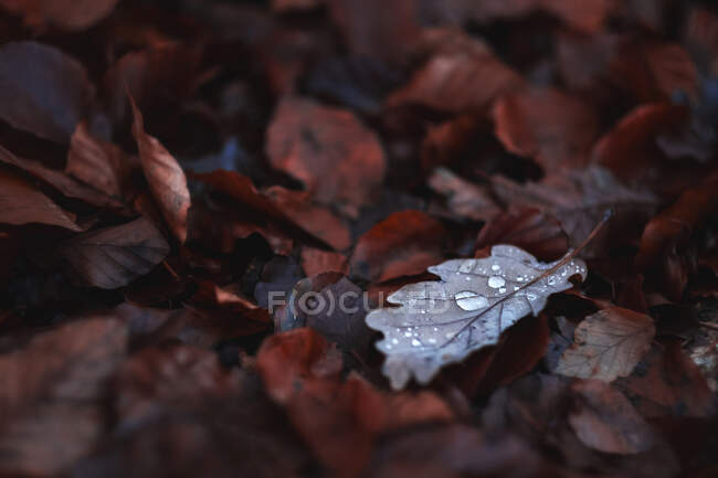 Caídas hojas rojas secas que cubren el césped en el tranquilo parque de otoño - foto de stock