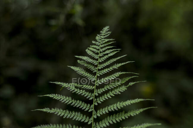 Fresh verdant fern foliage on blurred background — Stock Photo