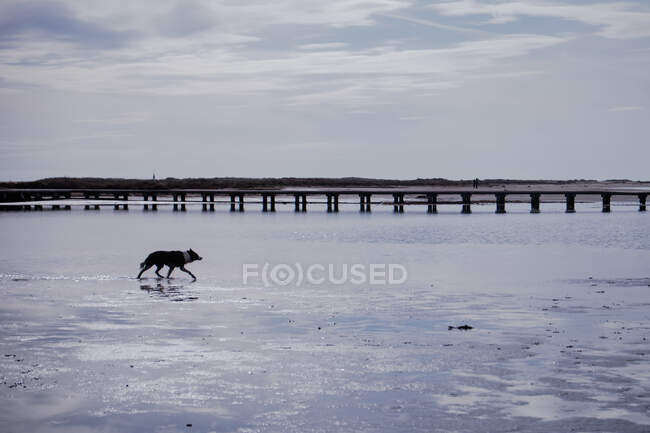 Dog running in shallow river with pier — Stock Photo