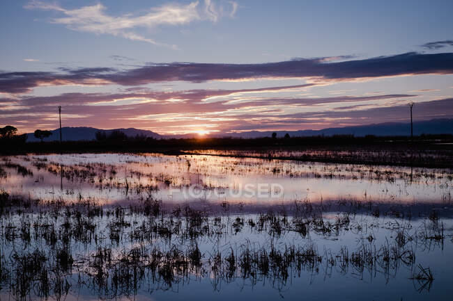 Delta de la rivière avec des plantes dans l'eau au coucher du soleil — Photo de stock