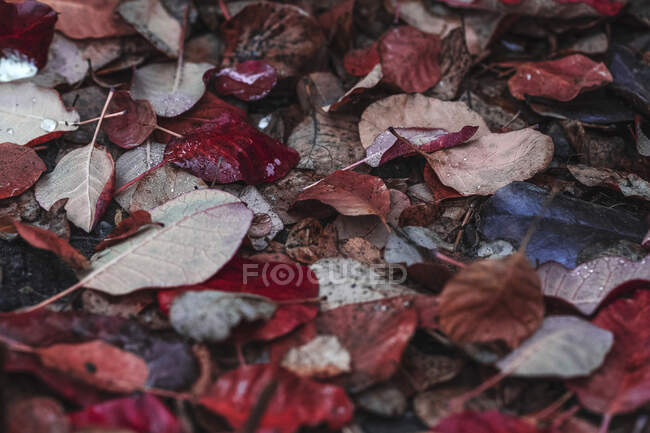 Folhas vermelhas secas caídas que cobrem gramado no tranquilo parque de outono — Fotografia de Stock