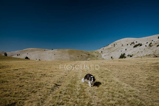 Perro tricolor de pelo largo que camina a lo largo del horizonte en las colinas con hierba baja seca bajo el cielo azul claro durante el día - foto de stock