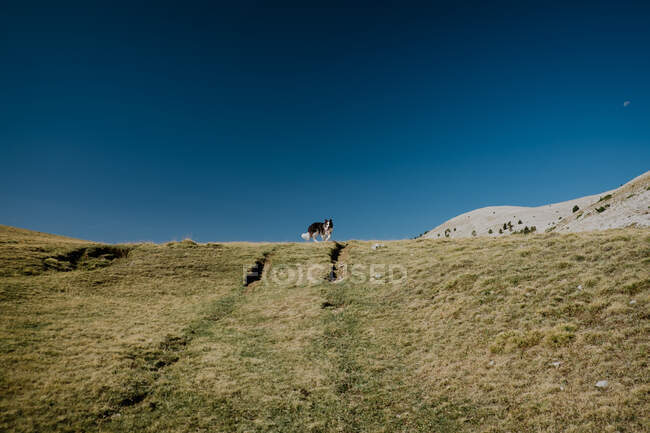 Langhaariger dreifarbiger Hund, der am Horizont entlang auf Hügeln mit trockenem niedrigem Gras unter blauem, klarem Himmel am Tag spaziert — Stockfoto