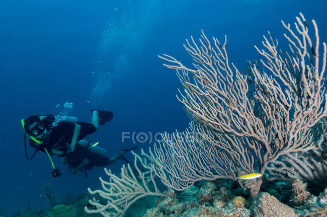 Buceador nadando en océano profundo entre vegetación acuática - foto de stock