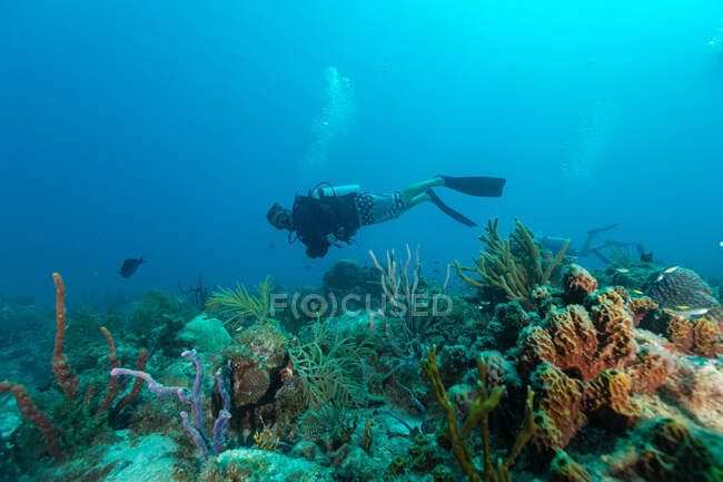Plongée dans l'océan profond au milieu de la végétation aquatique — Photo de stock