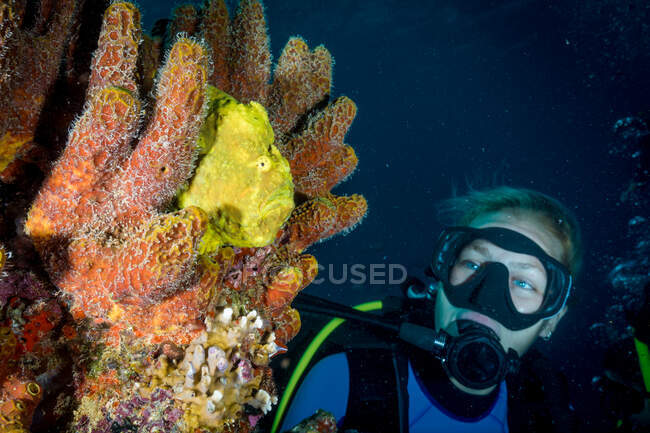 Plongée explorant les éponges sauvages sur le récif corallien tropical — Photo de stock
