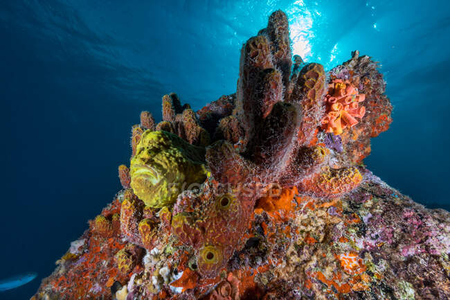 М'які корали і риби на рифі — стокове фото