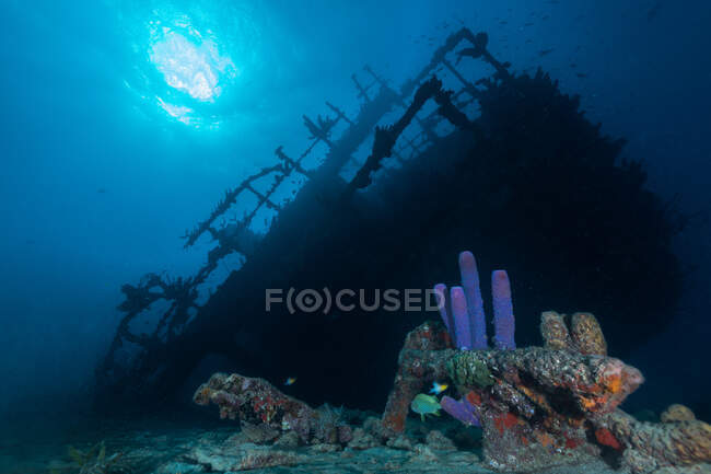Затонувший корабль с кораллами под водой — стоковое фото