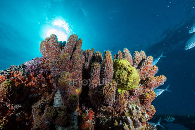 Coraux mous et poissons sur récif — Photo de stock