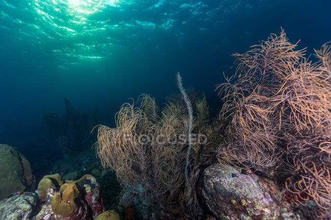 Ecosistema de vida arrecifal bajo el océano azul - foto de stock