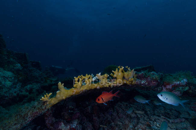 Gelbe kleine Korallen und Fische unter Wasser — Stockfoto