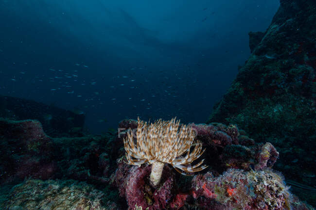 Spinning coral cerebral en el agua del océano - foto de stock
