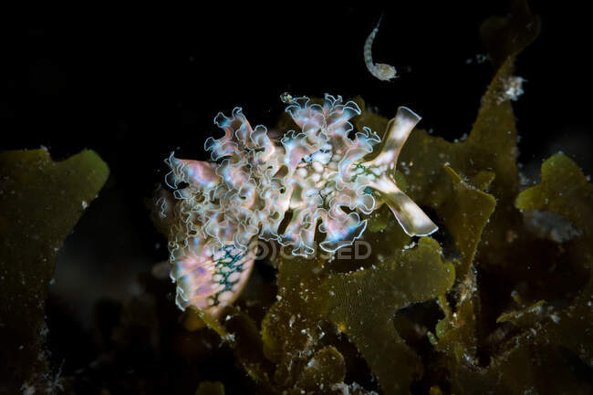 Recifes de corais brilhantes no oceano — Fotografia de Stock