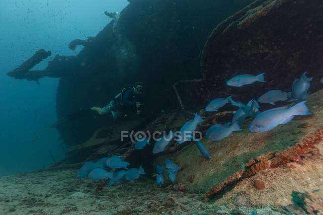 Scuba divers exploring shipwreck in ocean — Stock Photo