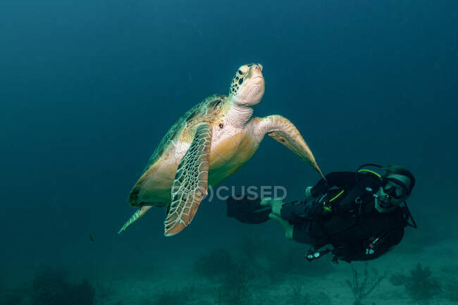 Free diver swimming underwater with big turtle in ocean — Stock Photo