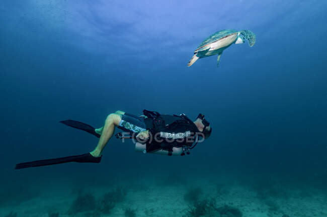 Plongeur libre nageant sous l'eau avec une grande tortue dans l'océan — Photo de stock