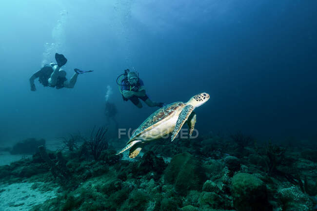 Freier Taucher schwimmt mit großer Schildkröte im Ozean — Stockfoto