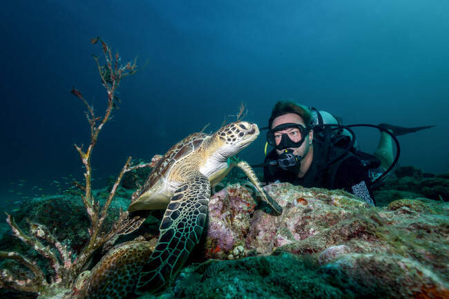 Вільний дайвер плаває під водою з великою черепахою в океані — стокове фото