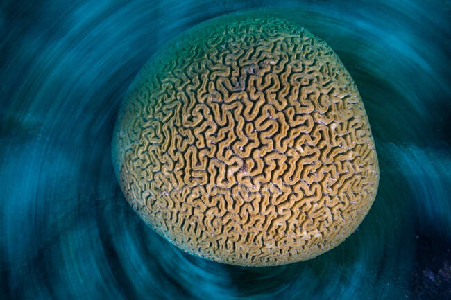 Coral cerebral girando na água do oceano — Fotografia de Stock
