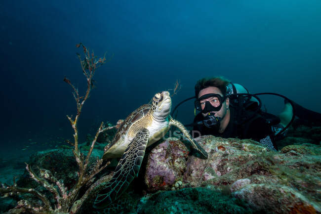 Водолаз плавает под водой с большой черепахой в океане — стоковое фото