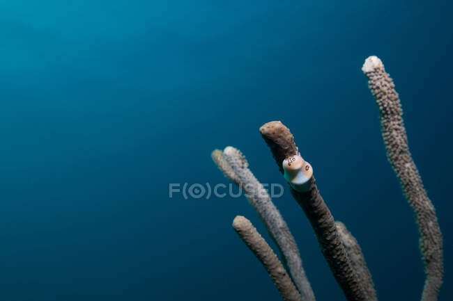 Plantas tropicales submarinas en el océano azul - foto de stock