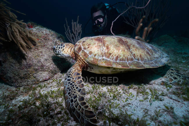 Ocean turtle underwater on bottom — Stock Photo