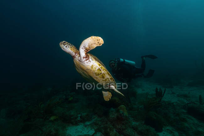 Plongeur libre nageant sous l'eau avec une grande tortue dans l'océan — Photo de stock