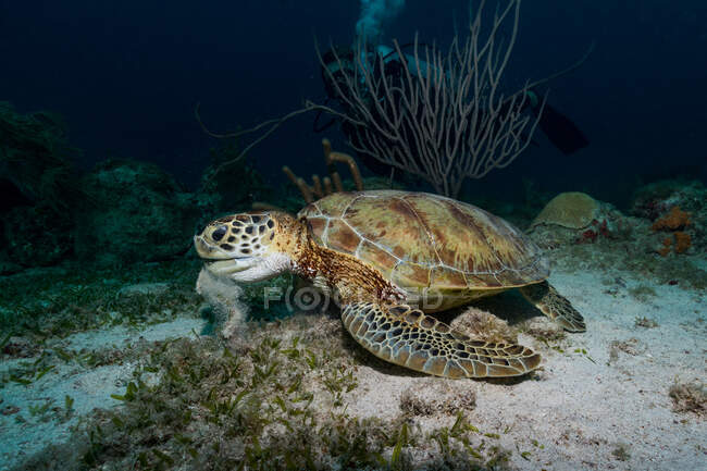 Meeresschildkröte unter Wasser am Grund — Stockfoto