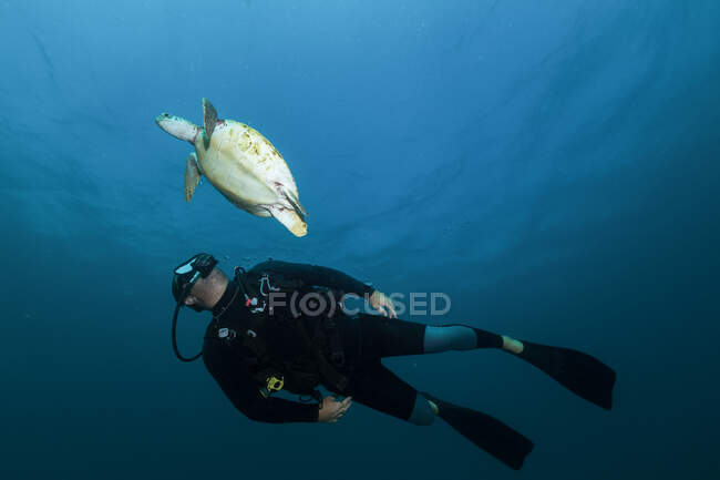 Immersioni subacquee gratuite con grande tartaruga nell'oceano — Foto stock