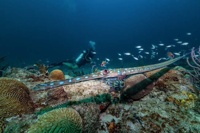 Морская флора и фауна под водой — стоковое фото