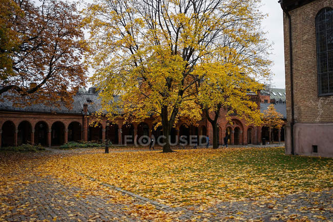 Vista pintoresca del otoño dorado y del arce en el patio de la catedral de Oslo en Noruega. - foto de stock