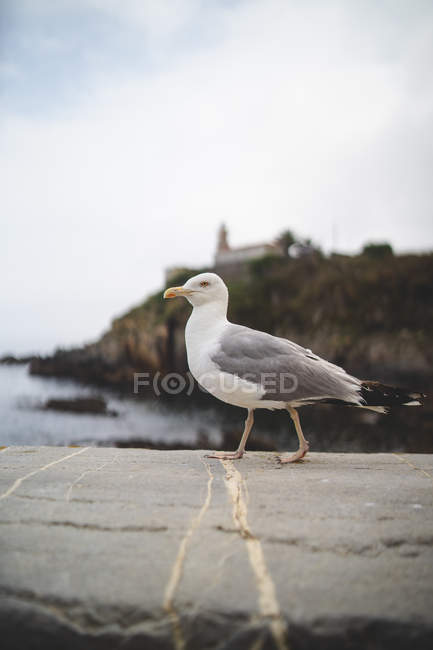 Белая серая чайка ходит по каменному краю на живописном побережье Астурии, Испания в пасмурную погоду — стоковое фото
