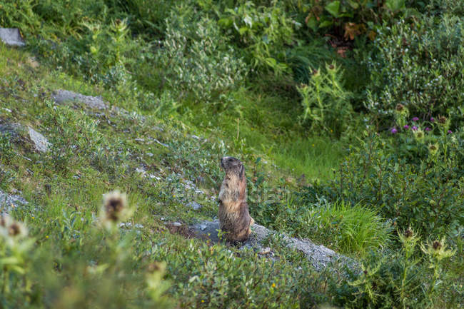 Adorable marmota alpina mirando desde la madriguera en el prado verde en las montañas de Suiza - foto de stock