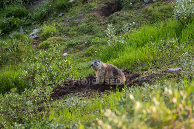 Marmota alpina adorável espreitando da toca no prado verde nas montanhas da Suíça — Fotografia de Stock