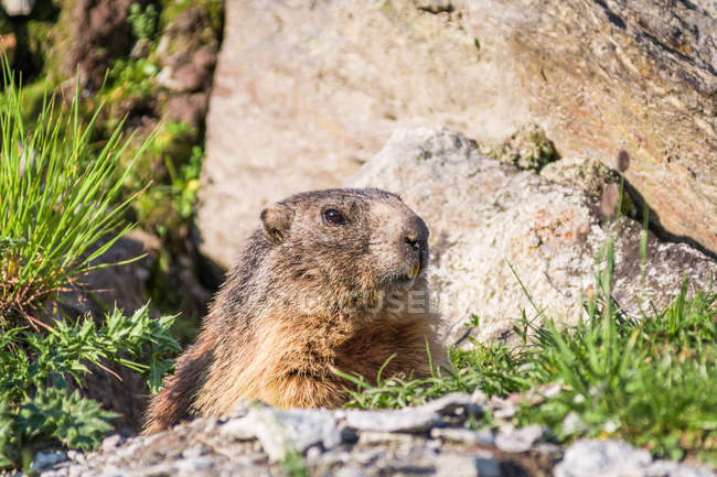 Marmota alpina adorável espreitando da toca em rochas nas montanhas da Suíça — Fotografia de Stock