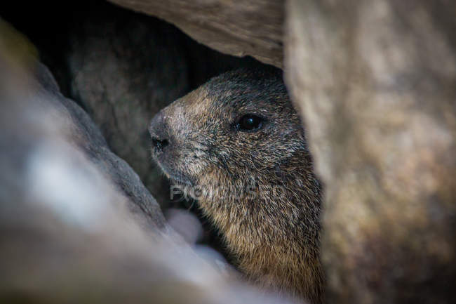 Adorabile marmotta alpina che sbircia dalla tana nelle rocce in Svizzera montagne — Foto stock