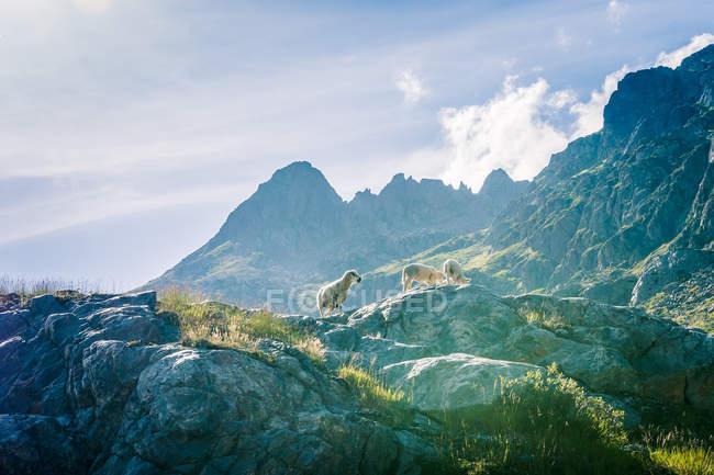 Wild lambs pasturing on rocky meadow on top of green mountain range in bright sunshine in Switzerland — Stock Photo