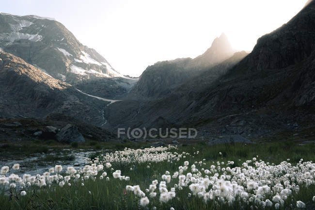 Summer landscape of meadow with fluffy dandelions and green grass surrounded by rocky mountains in Switzerland — Stock Photo
