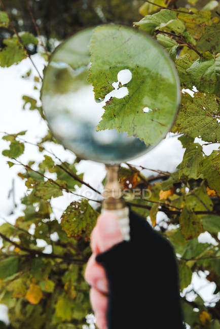 Imagem cortada da pessoa no aquecedor de braço preto examinando folha de árvore através de lupa no inverno — Fotografia de Stock