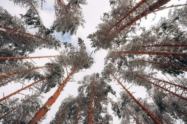 Foresta invernale con alberi innevati — Foto stock