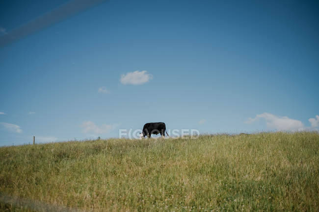 Black cow with white head grazing on green meadow in sunny summer day with blue sky in New Zealand — Stock Photo