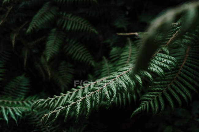 Beautiful background with young green fern leaves in tropical forest in New Zealand — Stock Photo