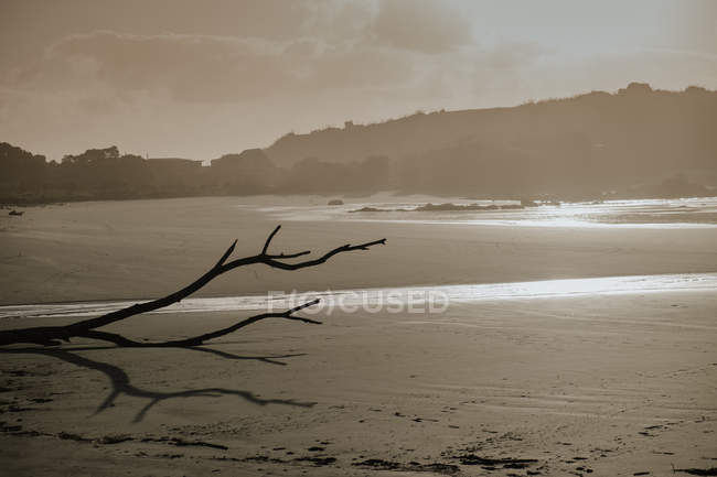 Rama de árboles desnudos contra la playa de arena con el sol reflejado en el agua y las colinas cubiertas de árboles en el fondo en Nueva Zelanda - foto de stock