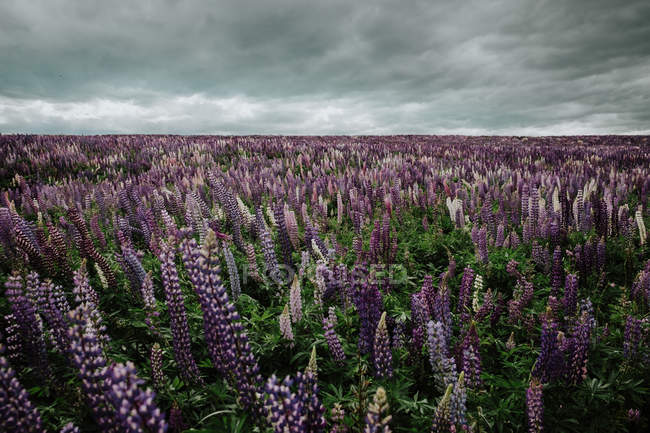 Lush endless field of bright Lupine flowers under grey cloudy sky in New Zealand — Stock Photo