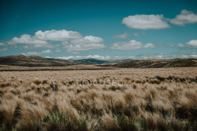 Landschaft eines großen abgelegenen Feldes auf dem Hintergrund von Hügeln unter blauem Himmel mit Kumuluswolken in Neuseeland — Stockfoto